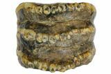 Partial, Fossil Stegodon Molar - Indonesia #149729-2